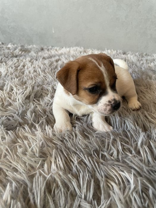 Цеценята Джек-рассел терʼєр