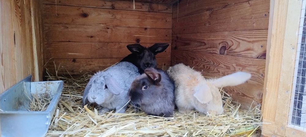 Sprzedam króliki mieszańce