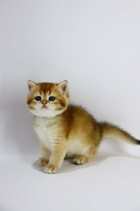 Очень красивая милашка/британский/золотая шиншилла