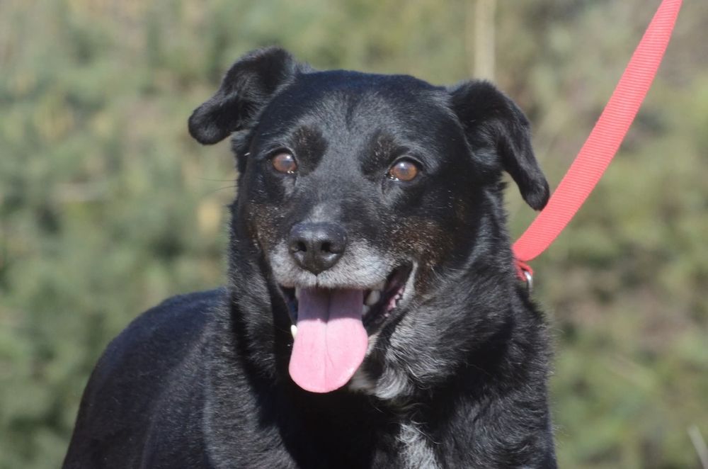 Cargo- do adopcji