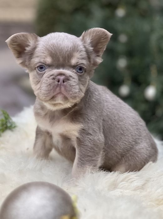 Samiec,  Isabelа fluffy, 1 rok.