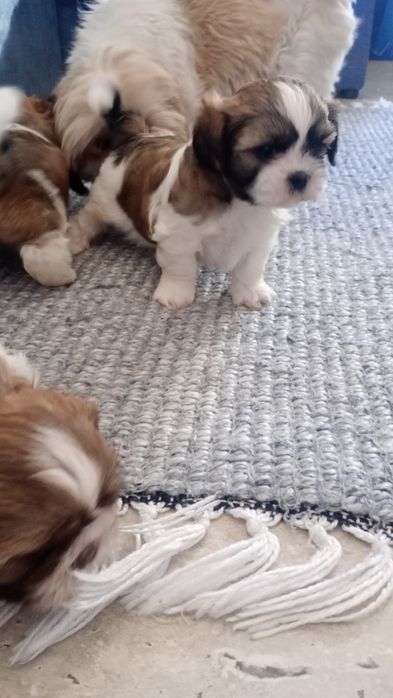 Shih TZU maluszek