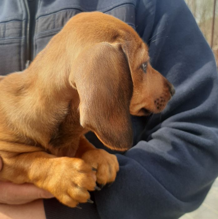 Гладкошерстні таксята.