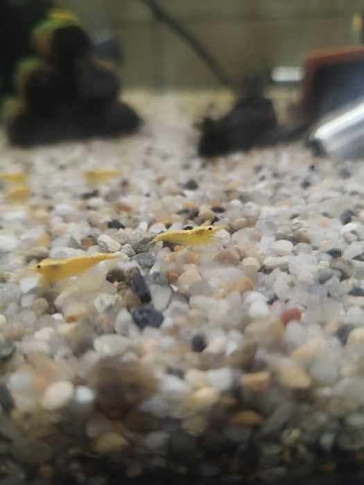 Krewetki krewetka yellow z pasem dorosłe