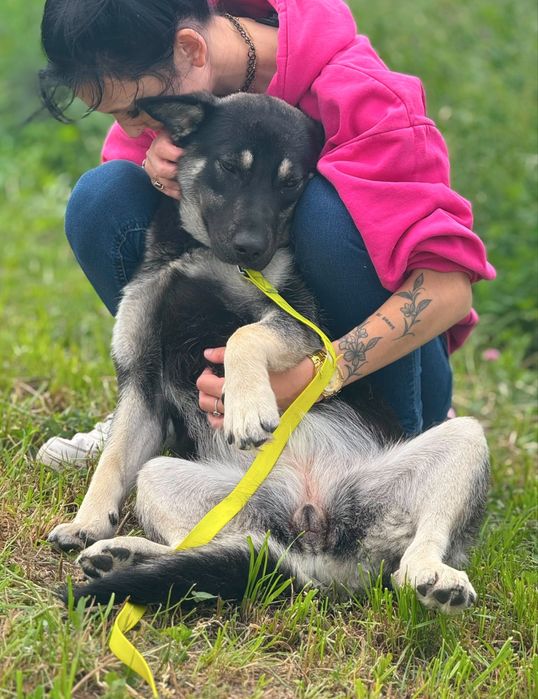 Szczeniak szuka domu- suczka do adopcji