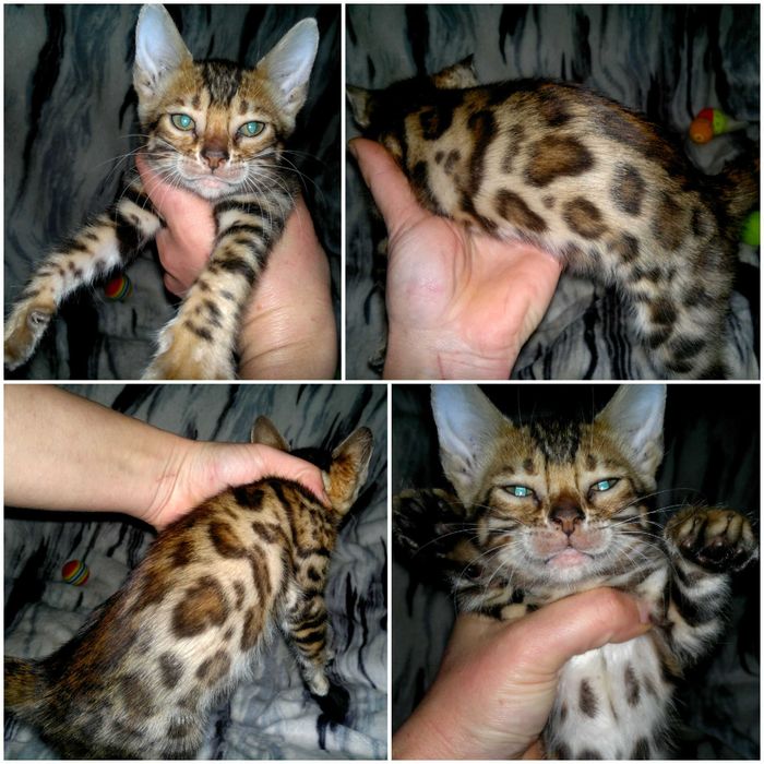 Бенгальська дівчинка BENn24