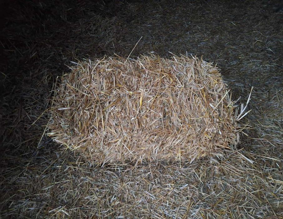 Sprzedam świeżą słomę, możliwy transport.