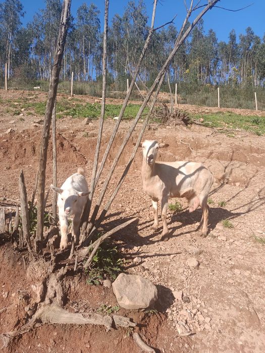 Cabra mãe e cabrita à venda.