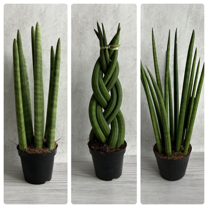 Сансевієрія сансевиерия санса sansevieria sansa crassula еуфорбія
