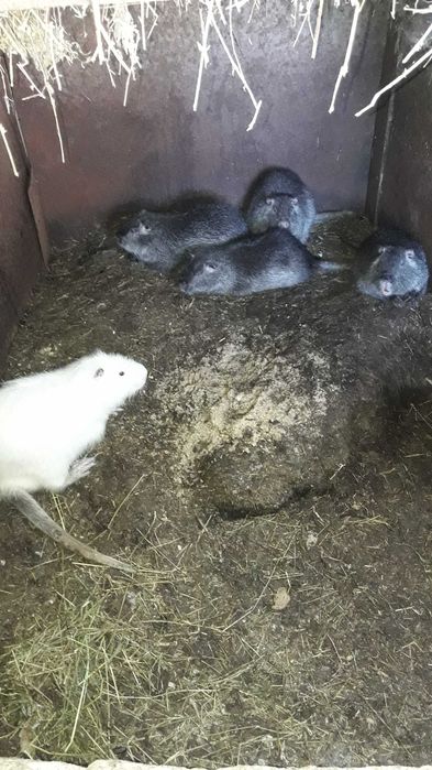 Клетки металические для содержания разних видов животних.