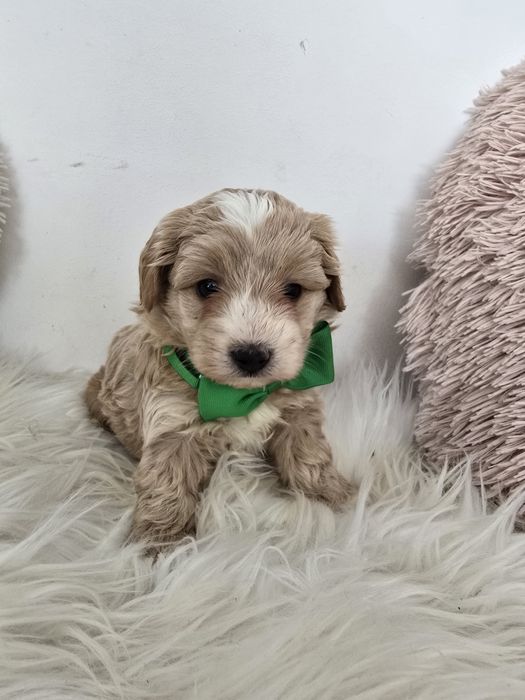 Maltipoo f1 piesek xs