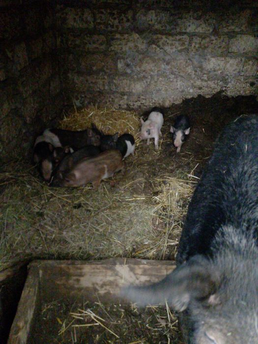 Продам поросят 1.5 місяців