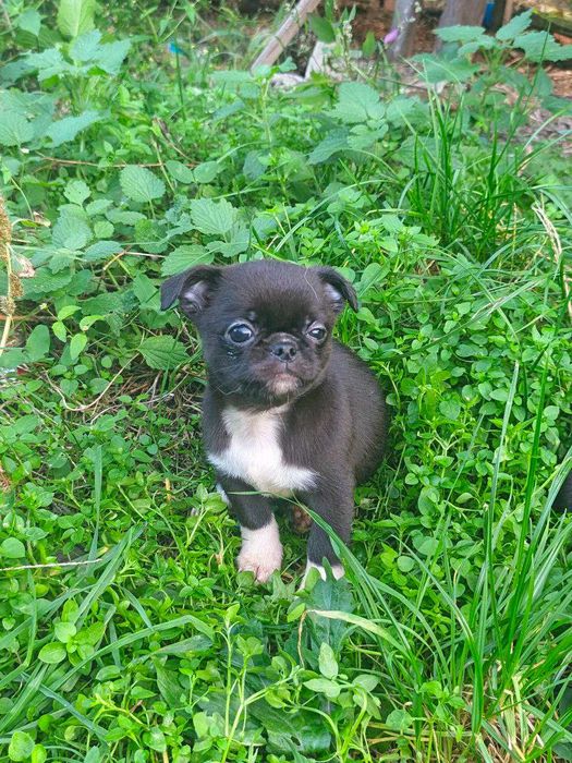 Чишечки чихуашечки