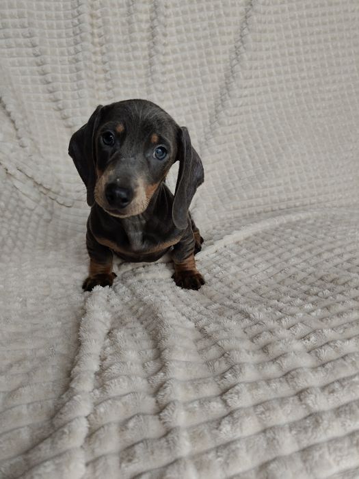 Jamnik krótkowłosy standard piesek niebieski blue