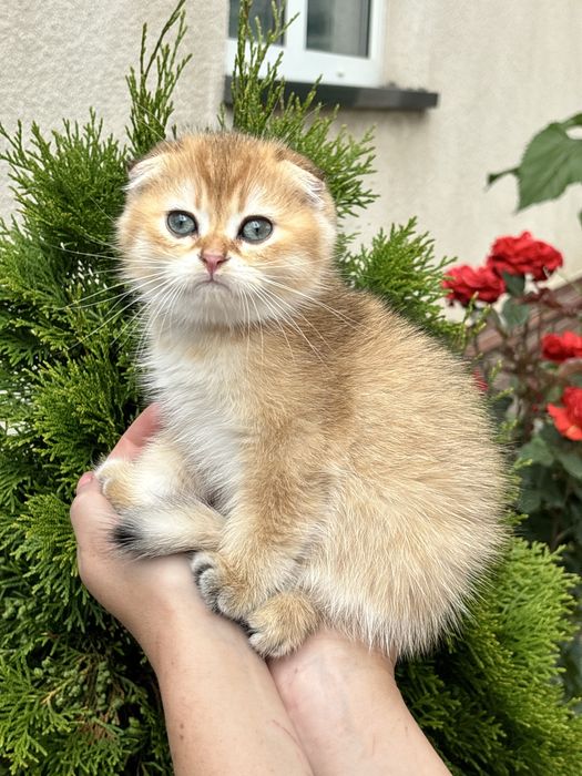 Милий  шотландський хлопчик