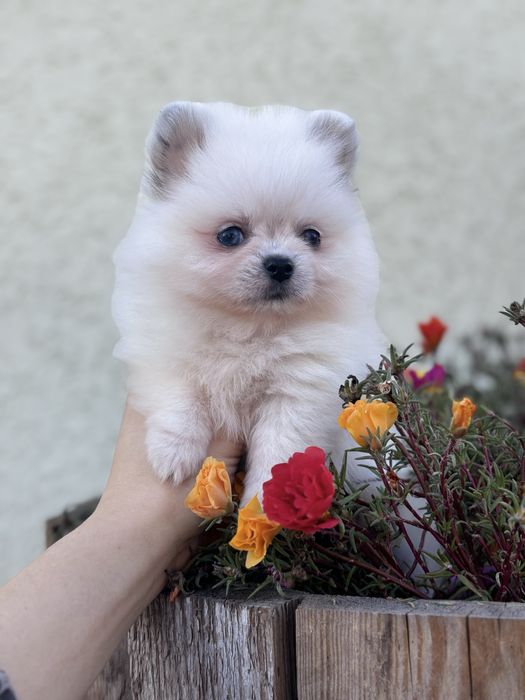 лялькова дівчинка тип ведмедика