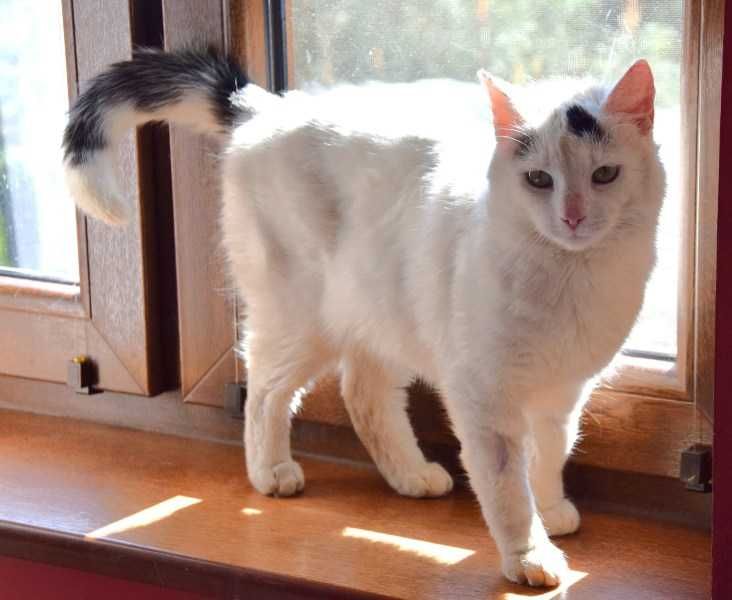 LEONEK – biały bardzo przymilny, nakolankowy kotek szuka domu