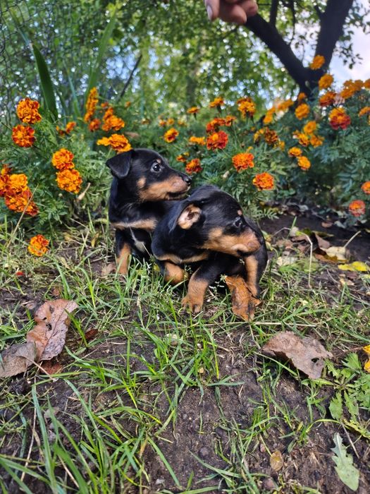 Щенята Німецький ягнтерєр