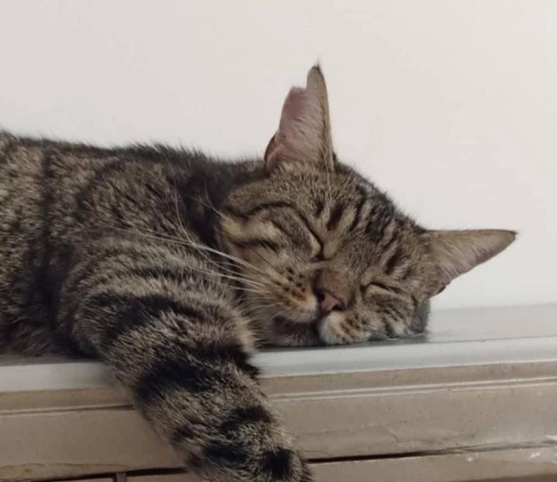 Ryś bez ogonka szuka domu! (FIV+)