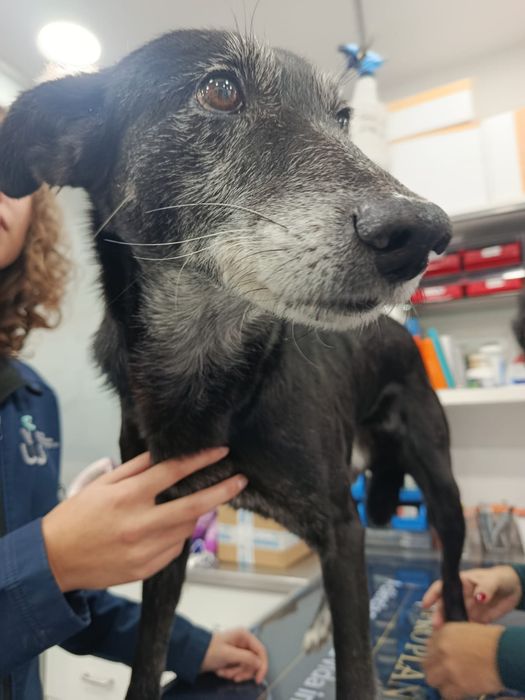 O melhor cão do mundo para adoção responsável