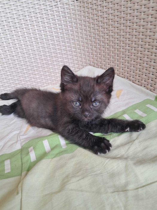 віддам котика в теплі руки