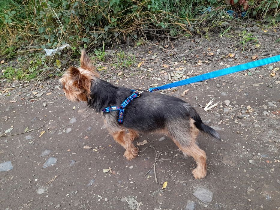 szelki dla małego psa ml 35/57 ozdobne sunka ultra