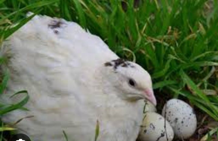 Продам перепелів