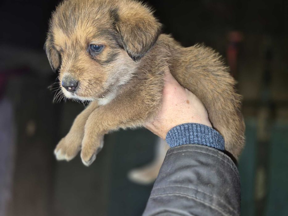 Oddam śliczne  szczeniaczki w dobre ręce!