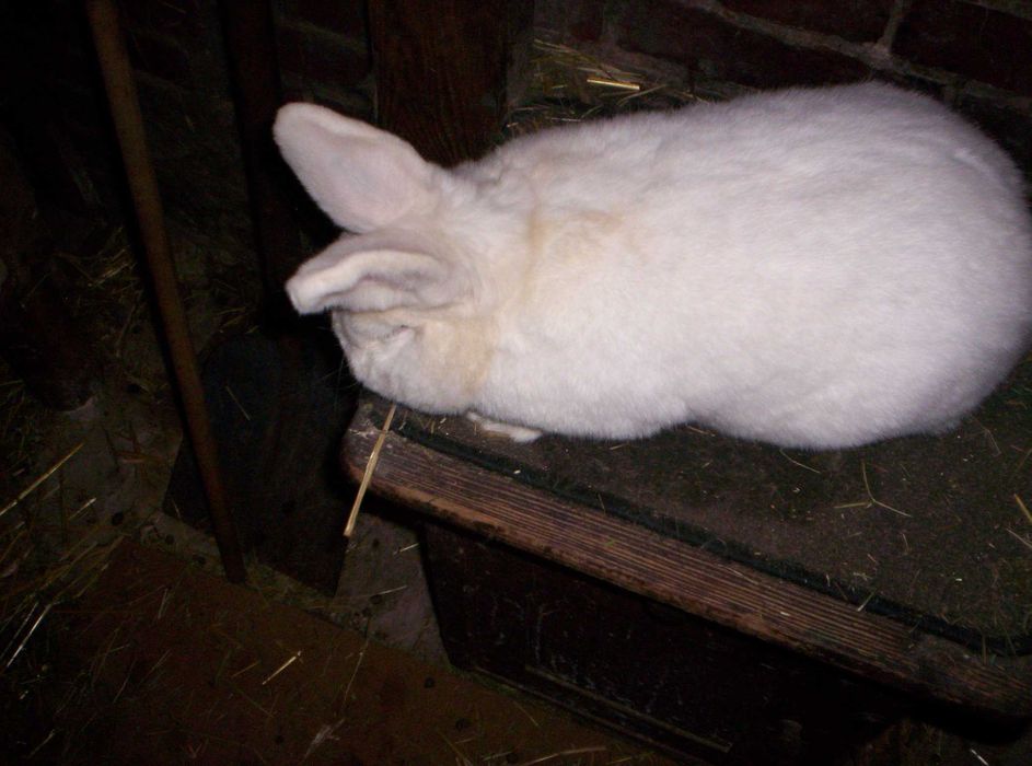 Króliki Nowozelandzkie Białe