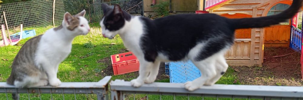 Kot, Kotek, Kocurek 5,5 miesięczny