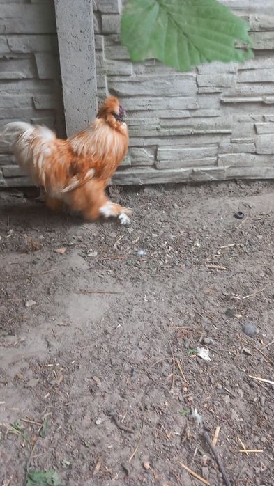 Kogut silki rudy