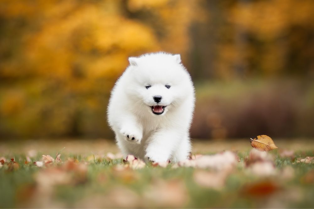 Samoyed  szczenię - do odbioru