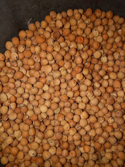 Groch, poplon, gołębie.