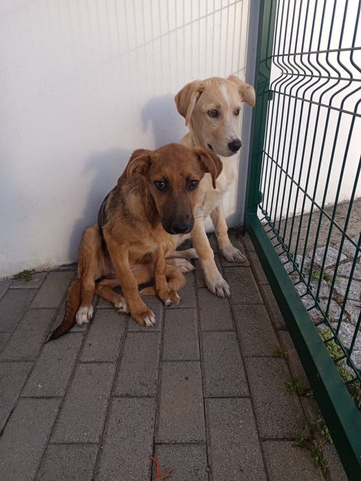 Cadelinhas bebes para adopção