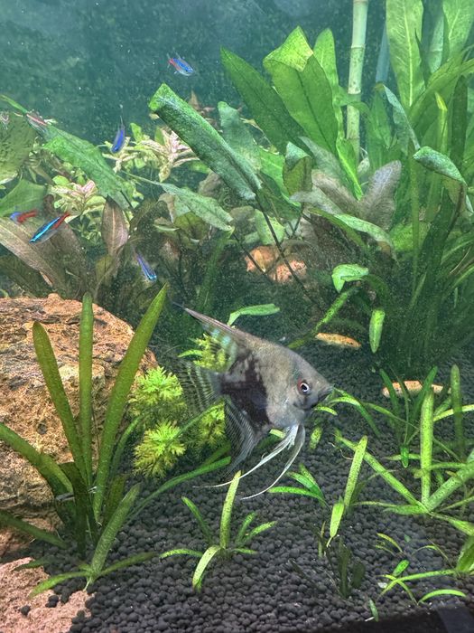 Peixes escalar juvenis