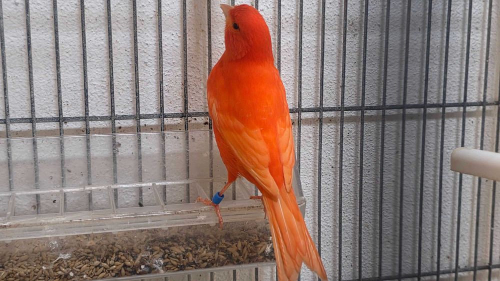 Canários vermelhos intensos e nevados