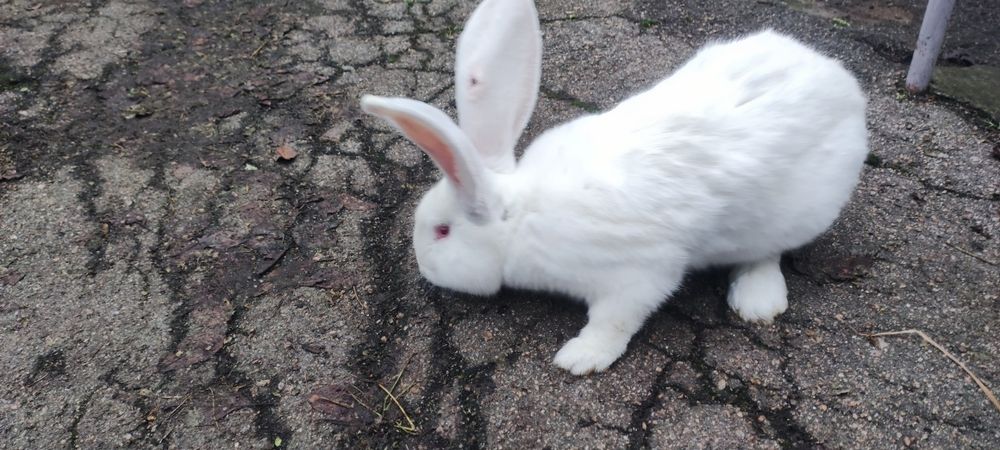 Продам кроликів фландр