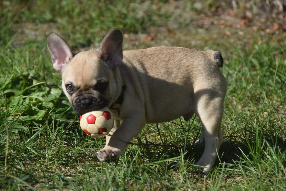 Buldog Francuski FCI