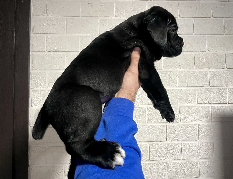 Чистокровні Цуценята Кане Корсо