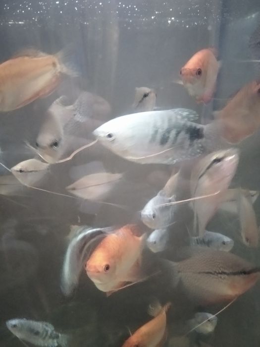 Продам рыбу домашнего разведения
