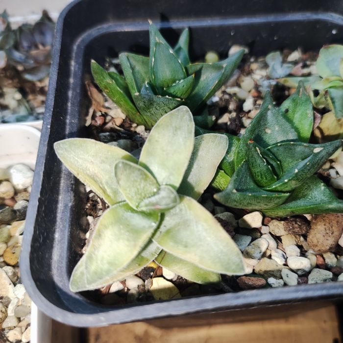 Продаж crassula різні