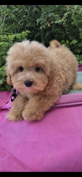 Мальтипу. Хлопчик.