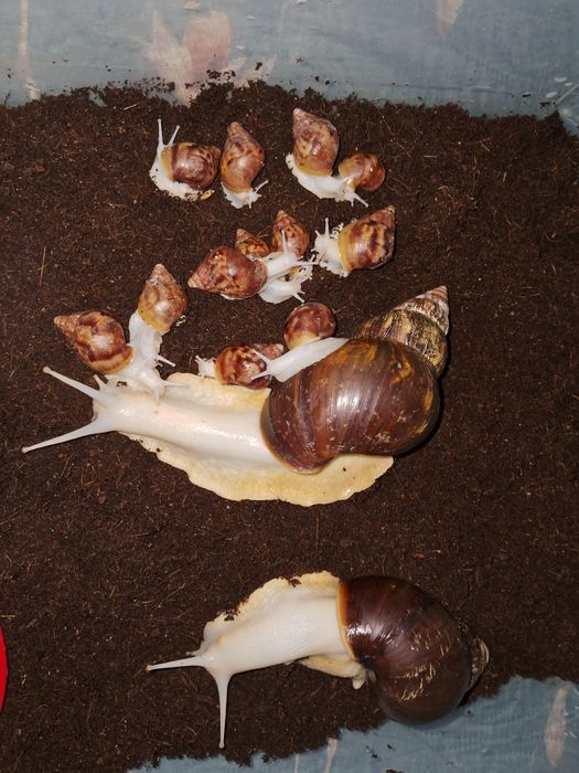 Равлики ахатини. 5грн