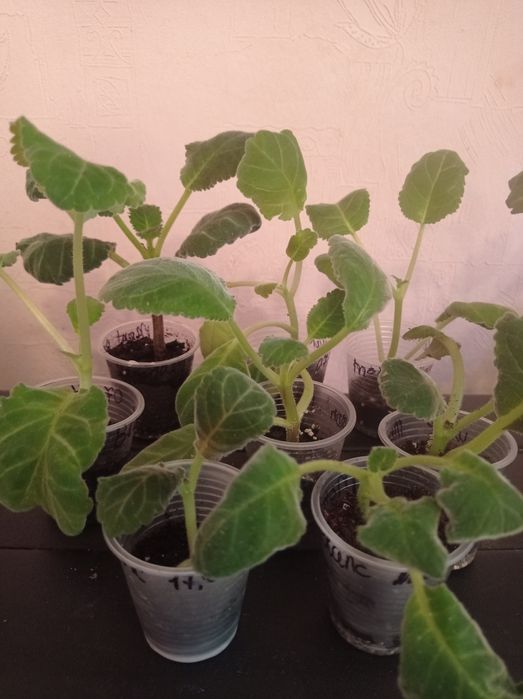 Детки синингии белой