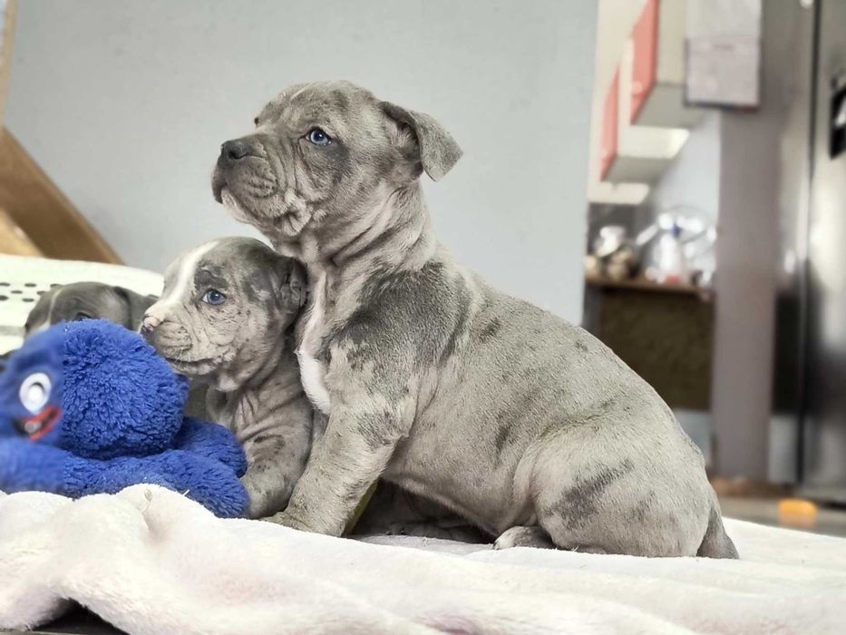 American Staforrd Terier merle gotowy na zmianę domu blu amstaff