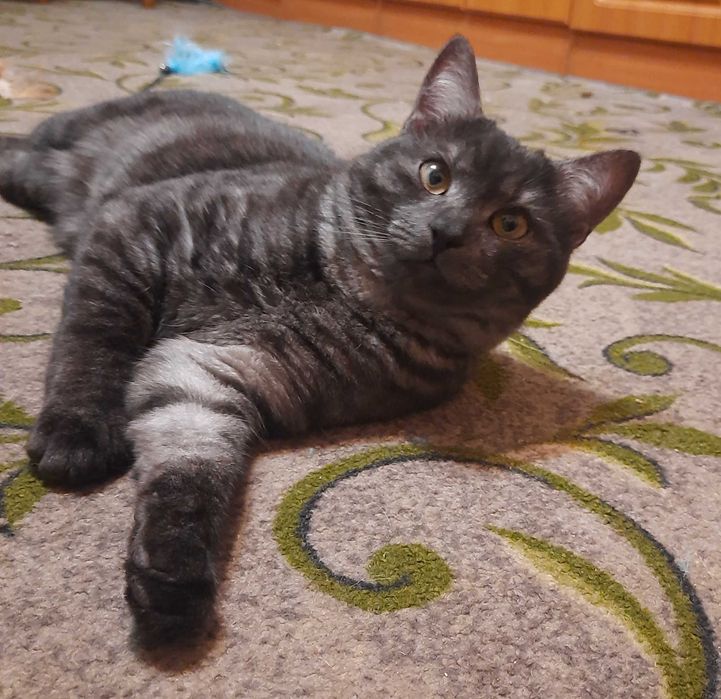 Котик Графіт  Стерилізований.