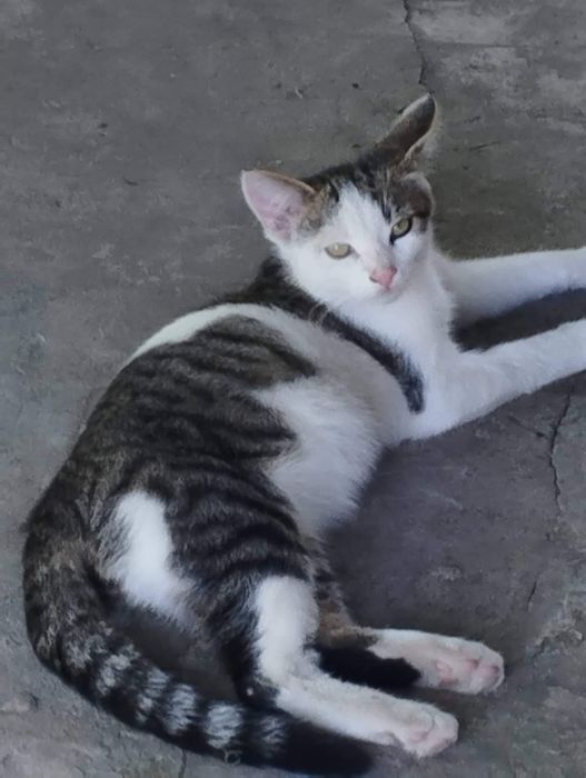 Віддам гарних хлопчиків