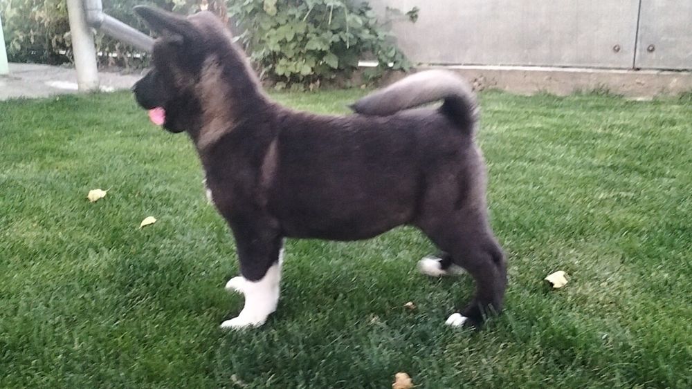 Акіти з доставкою