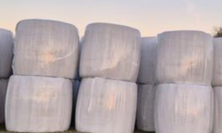 Sianokiszonka ze zbiorów 2025  pierwszy pokos