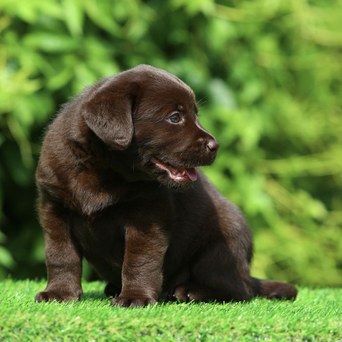 Цуценя / цуценята Лабрадор Ретривер / щенки / щенок / щеня / щенята